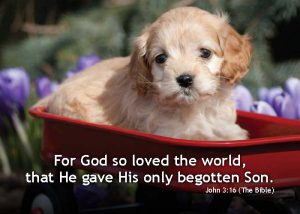 John316_5x7-Text-2014-Puppy[1]